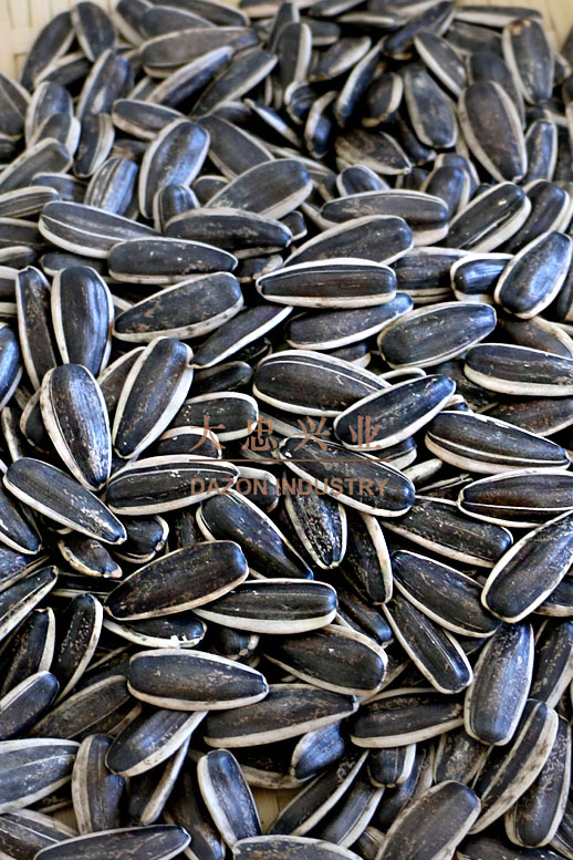 sunflower seed